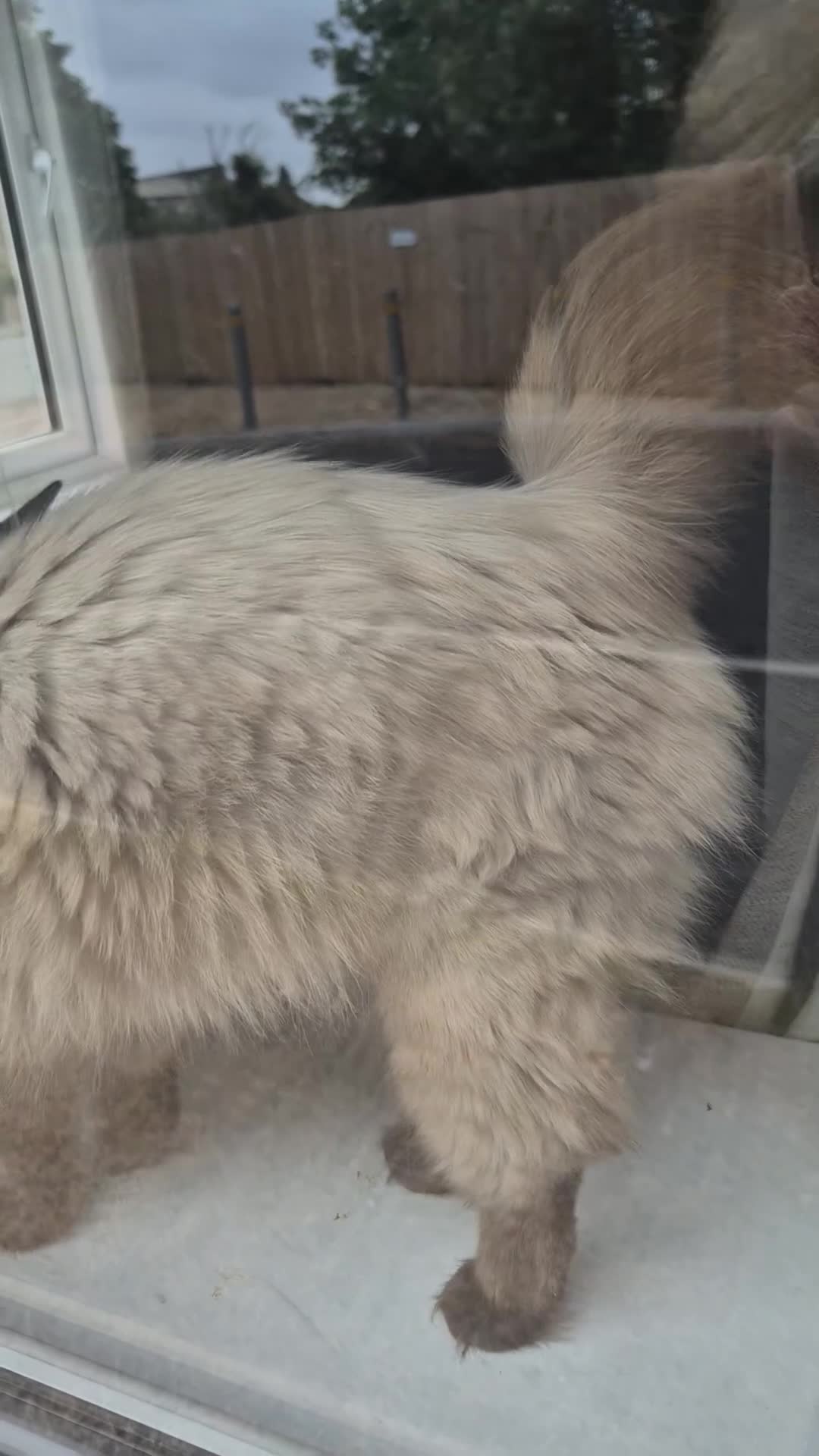 Ragdoll cats for sale: 2 Stunning Ragdoll girls  - Video 1