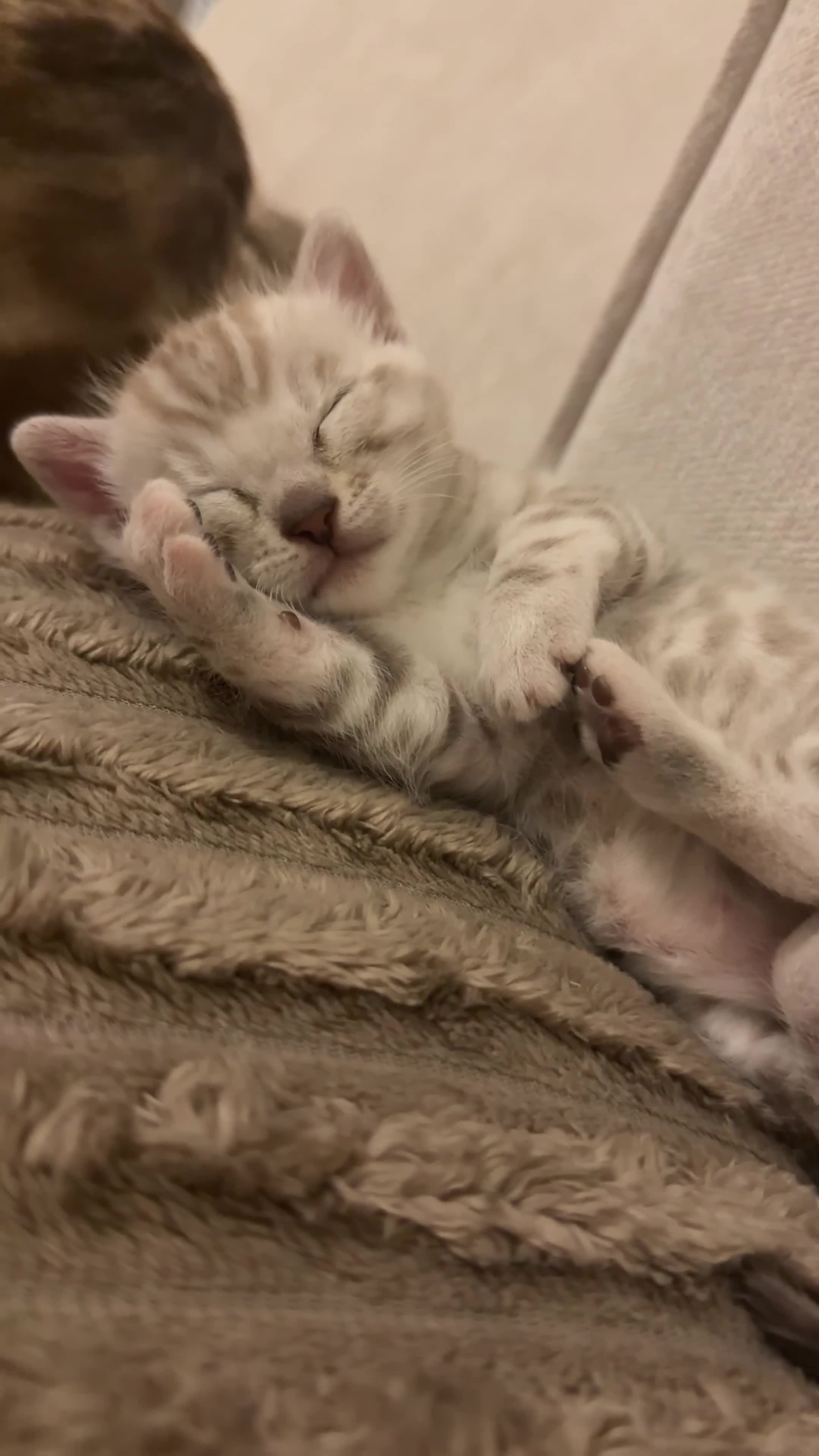 Bengal cats for sale:     TICA Bengal Mink Male Green-Eyed - Video 2