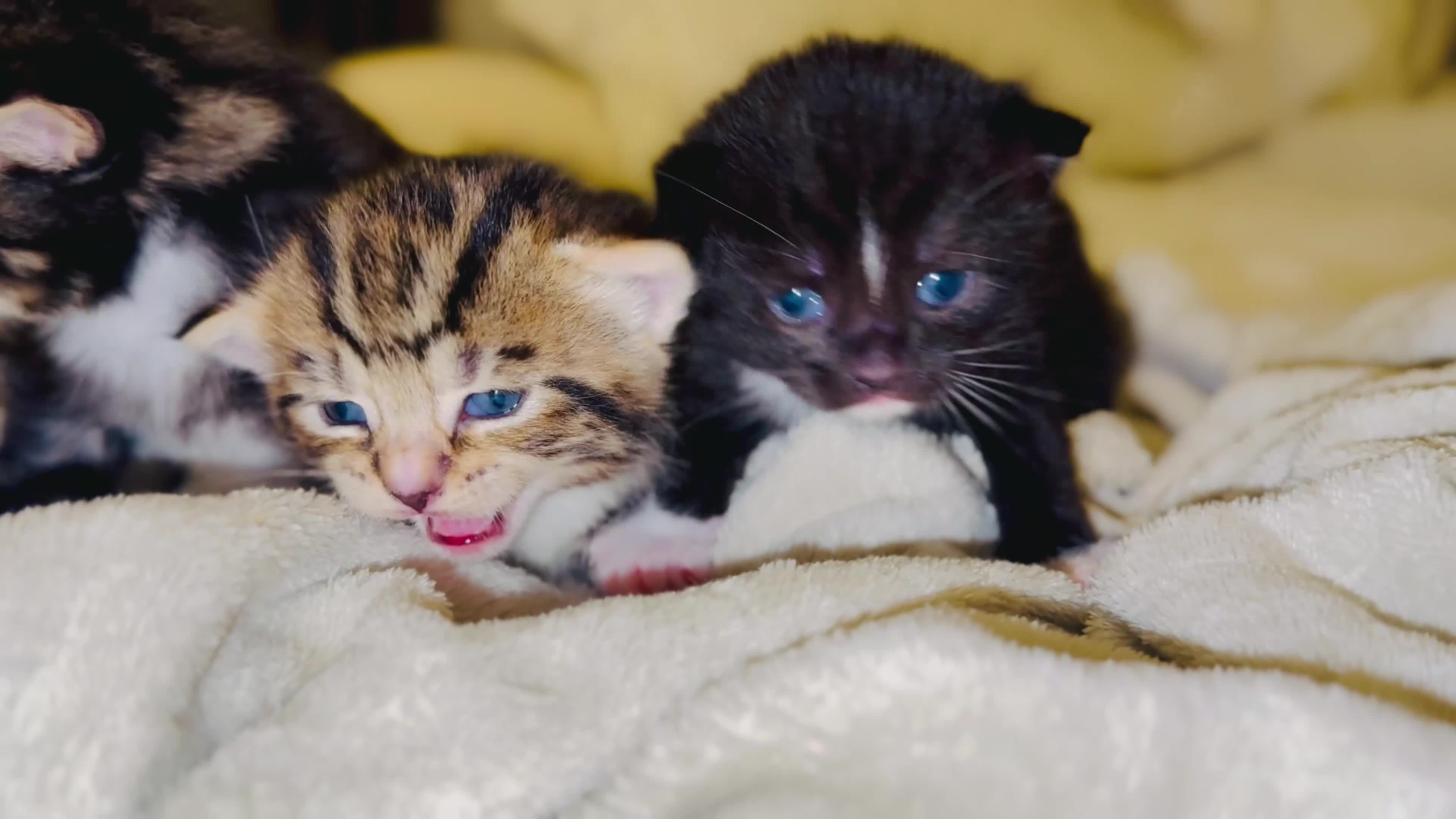 Turkish Angora cats for sale: 🐾 Exceptional Turkish Angora x Kittens in Belper - Video 5
