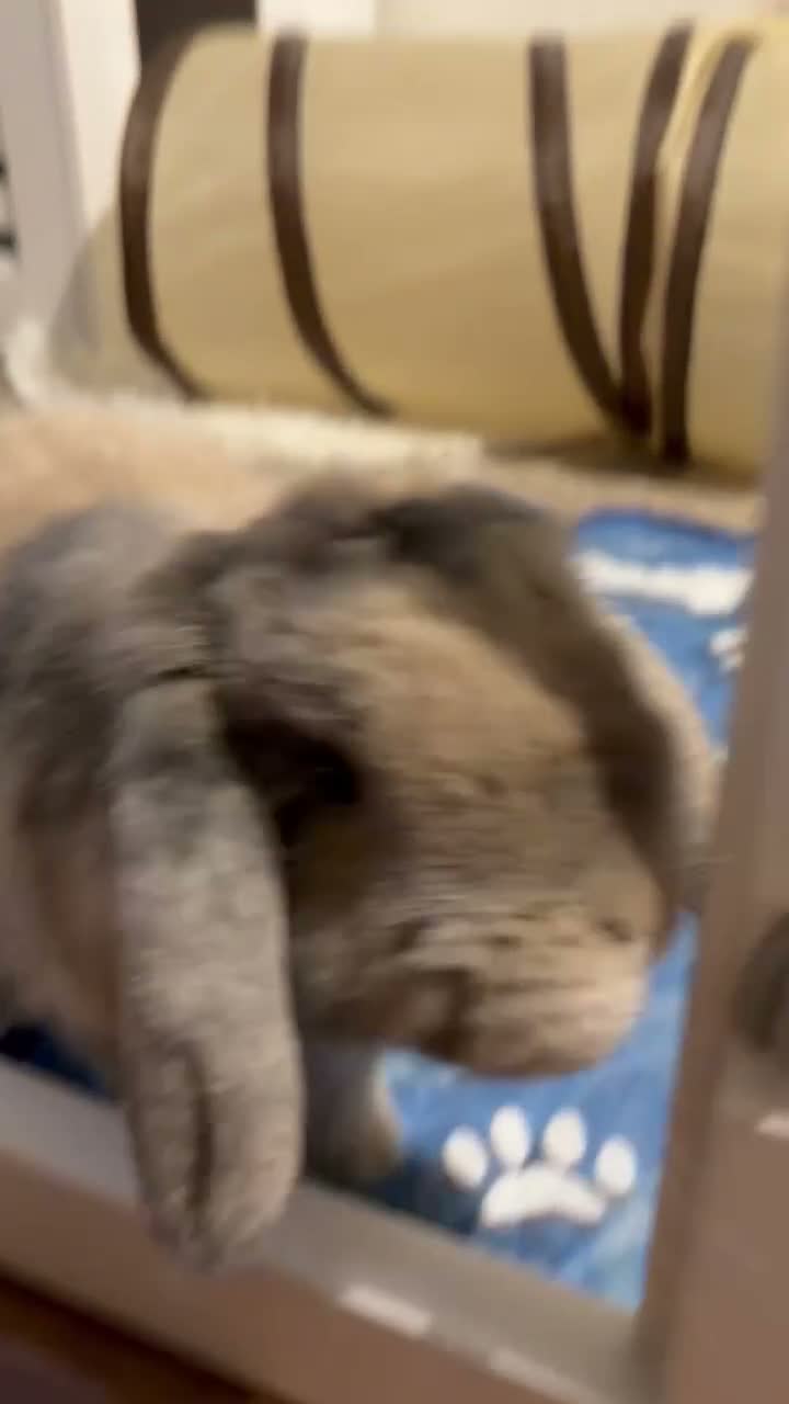 Mini Lop rabbits for sale: The most gorgeous Mini Lop boy, inside and out 🤍 in Swindon - Video 1