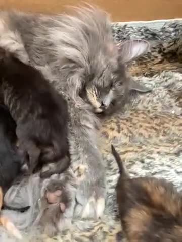 Maine Coon cats for sale: GCCF Registered Maine Coons Ready 16th August  in Banbury - Video 4