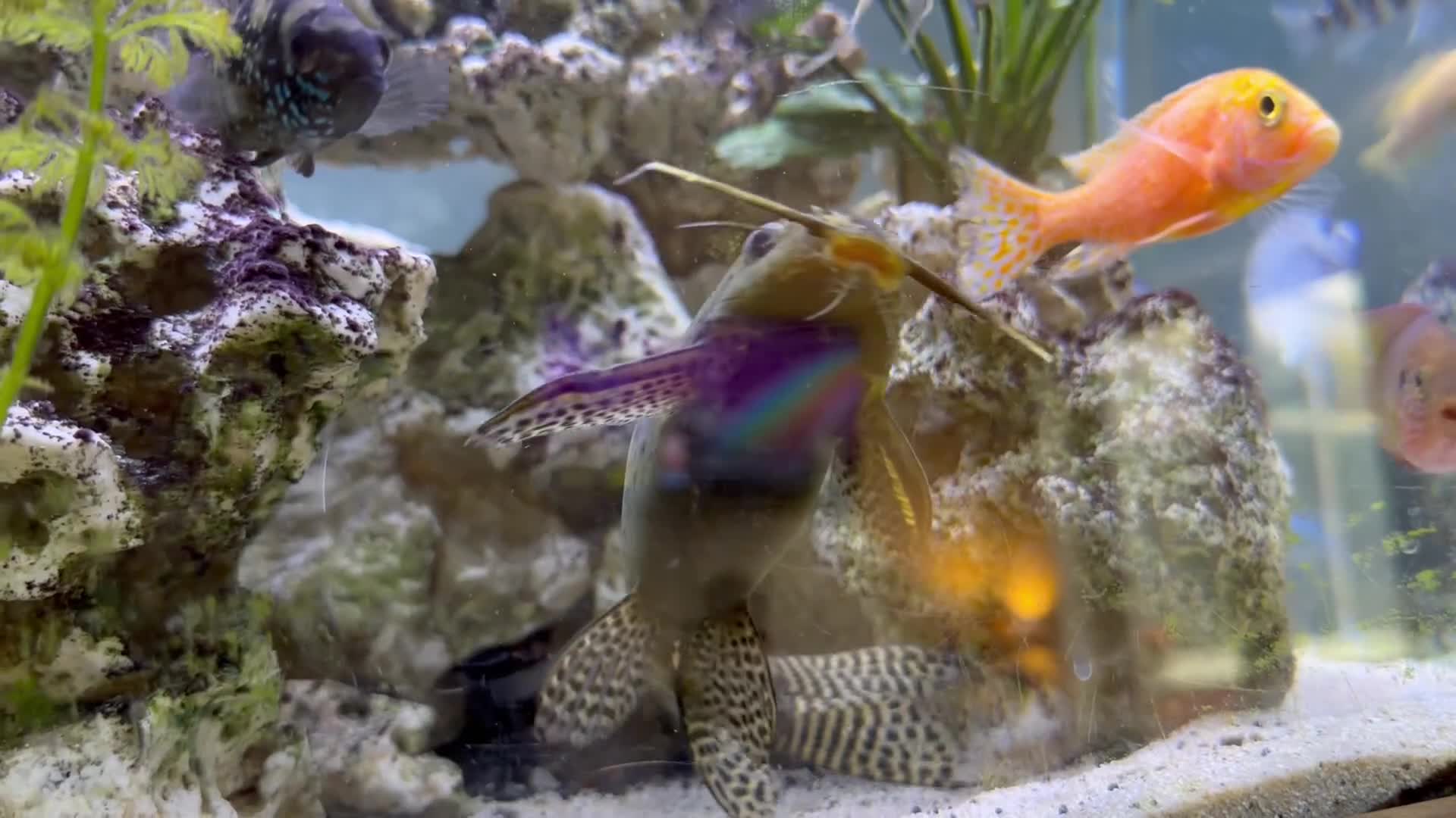Cichlids fish for sale: Assorted Cichlids, catfish + Crab - Video 2