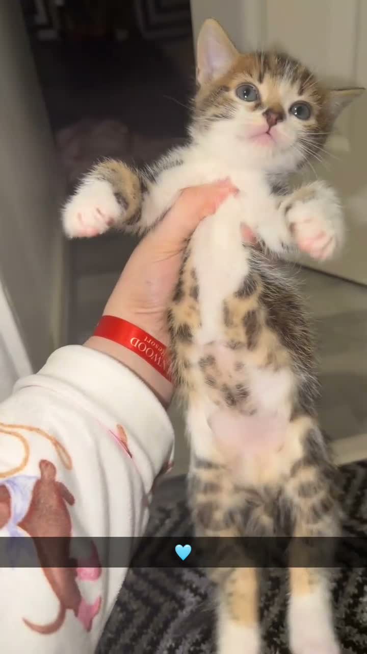 Domestic Shorthair cats for sale: 🤍TABBY KITTENS FOR SALE!! in Newton Aycliffe - Video 5