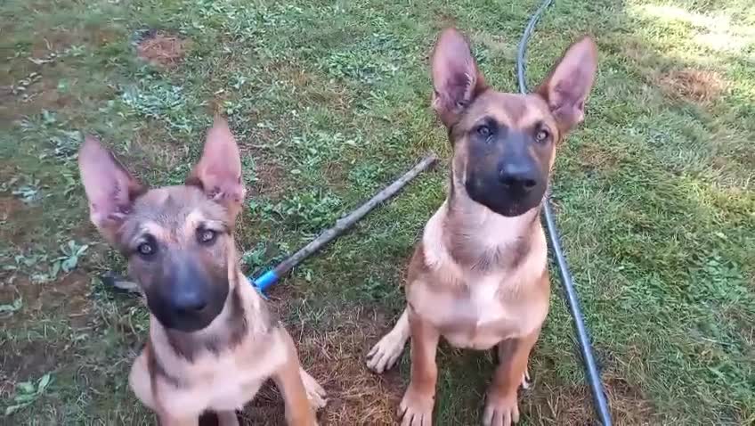 Mixed Breed dogs for sale: New home needed - Video 1