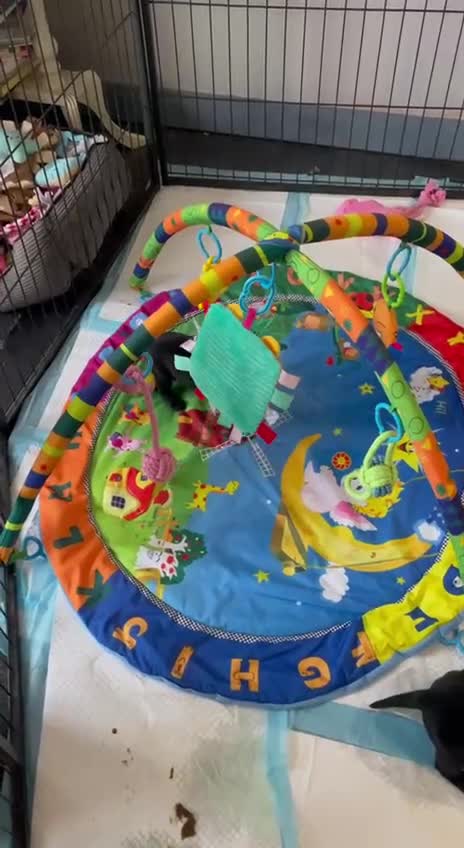 Labrador Retriever dogs for sale: Equal parts adventure and sofa buddies (Labradors) - Video 4