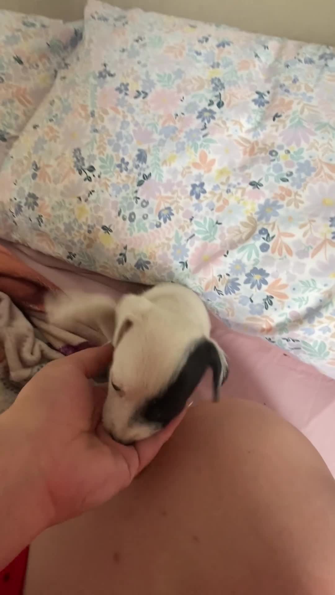 Parson Russell dogs for sale: Last 3 remaining parson Russell girls  - Video 3