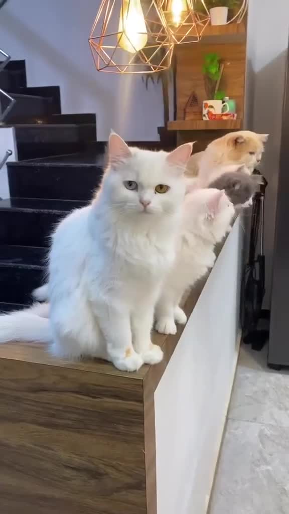 Mixed Breed cats for sale: Lucy cat - Video 1
