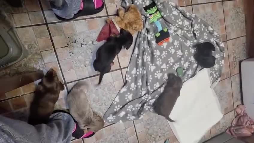 Dachshund dogs for sale: Mega cute half long haired dachshund puppies  - Video 2