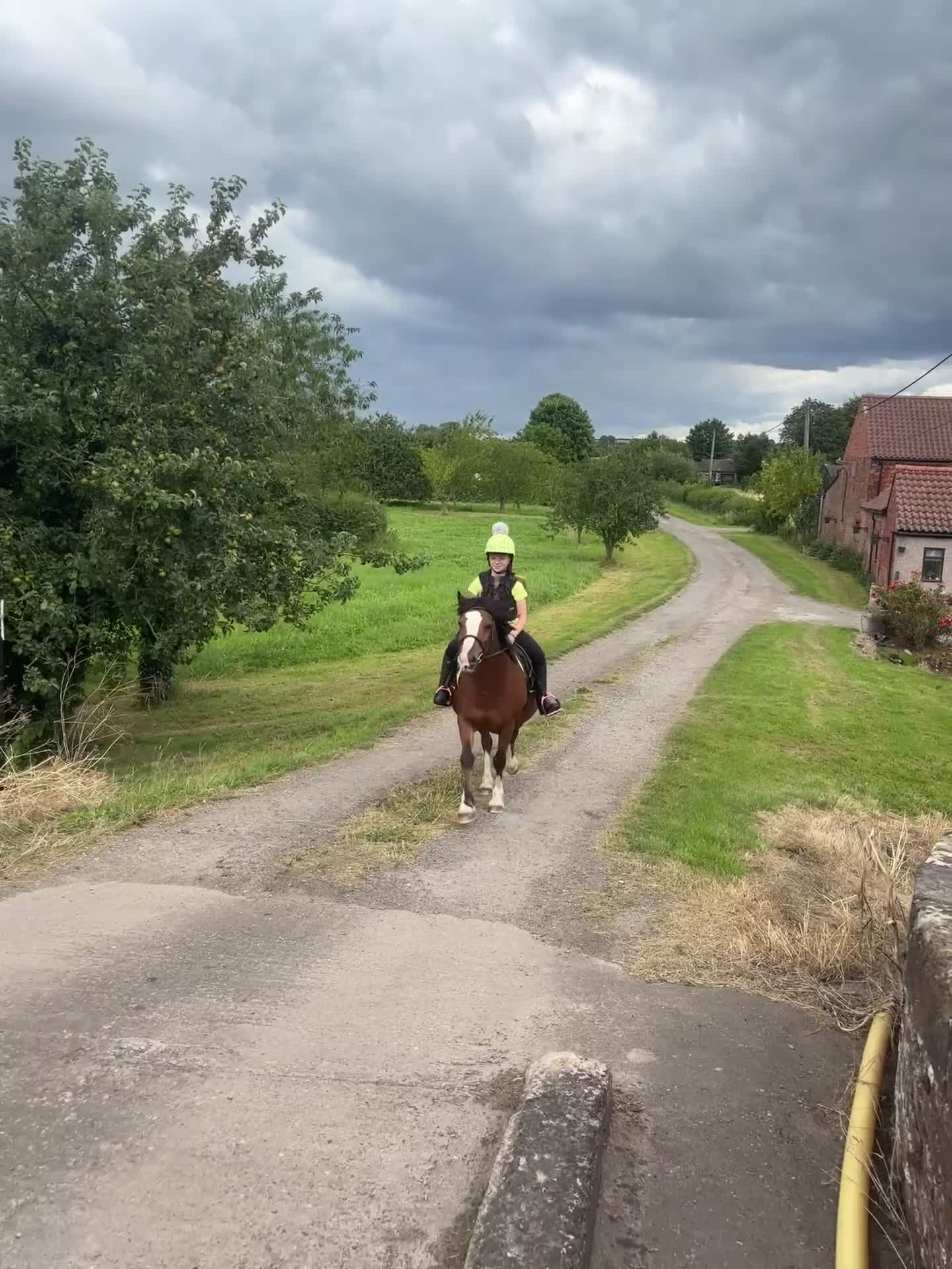 Irish Cob horses for sale: Cob bay mare 12.2 - Video 1