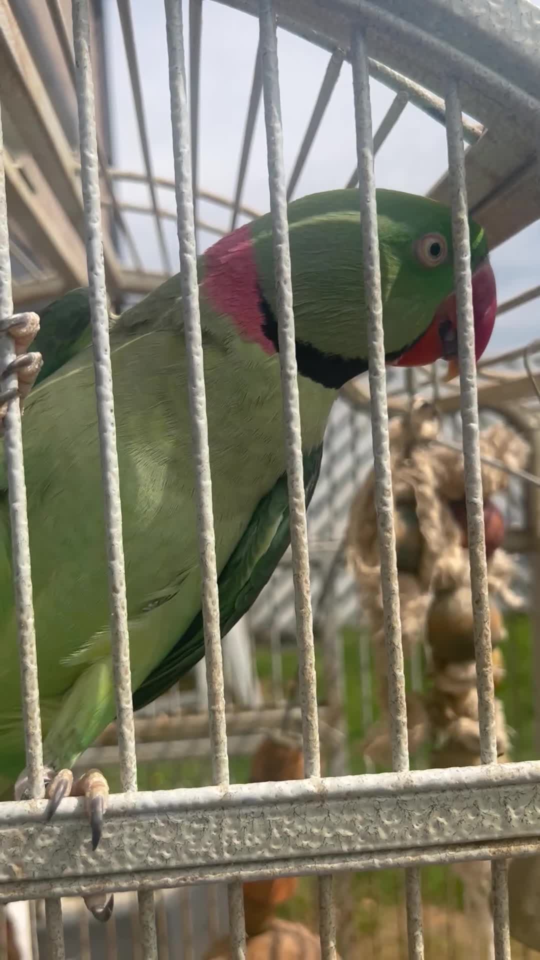 Parrots birds for sale: Adult male Alexandrian parrot  - Video 1