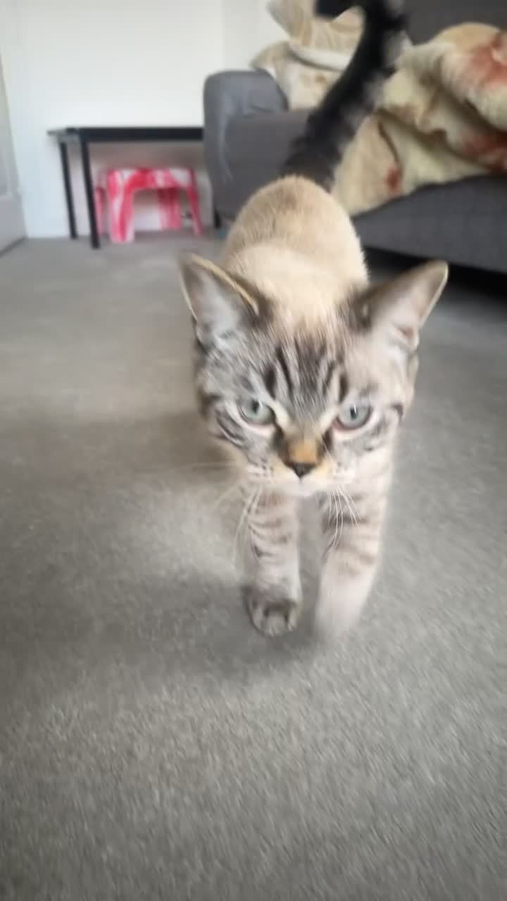 British Shorthair cats for sale: Adorable Male Cat Looking for His Forever Home 🐾 - Video 1