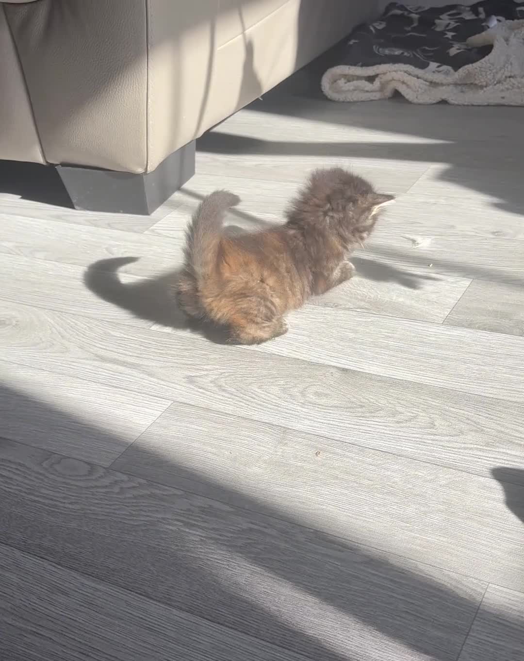 Mixed Breed cats for sale: Last long haired female remaining 🖤 - Video 3