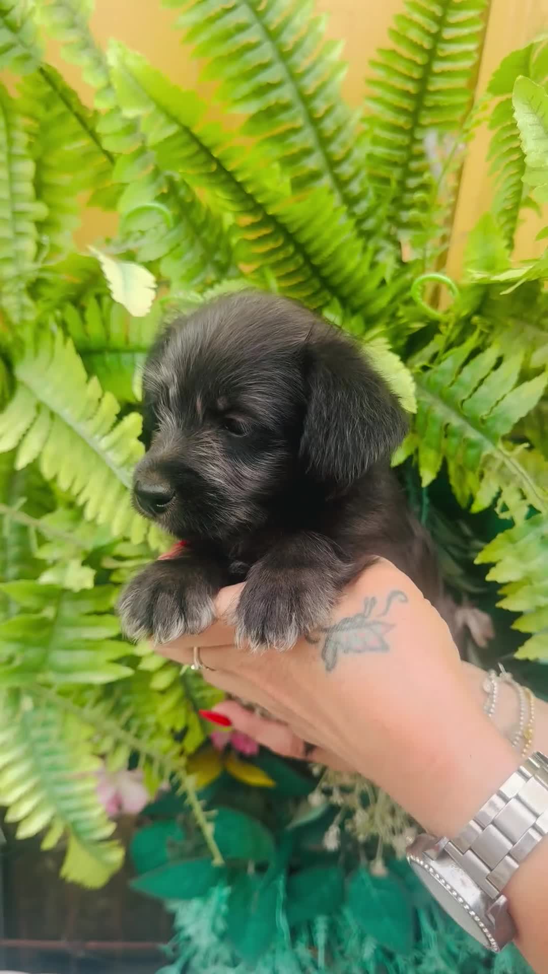 Jackapoo dogs for sale: Tiny jackapoos - Video 1