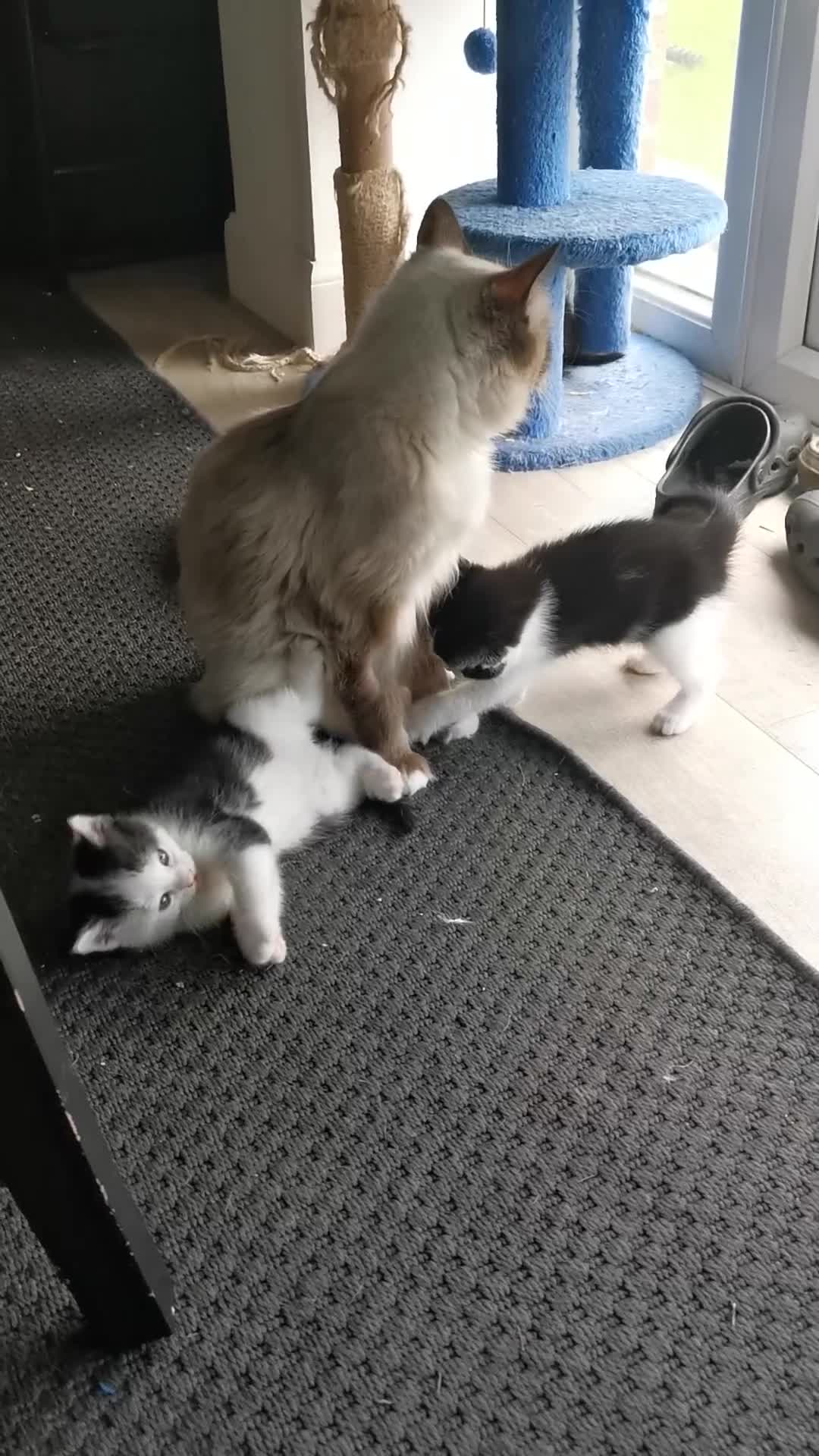 Mixed Breed cats for sale: Cute Mixed breed ragdoll kittens  - Video 1