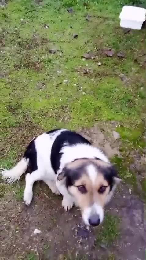 Mixed Breed dogs for adoption: ✨ Meet 🐾LORA🐾 !  She chose Trust over Fear ✨ - Video 2