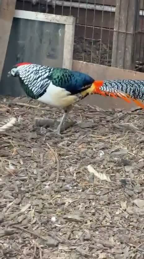 Pheasants poultry for sale: Lady Amherst's pheasant - Video 1