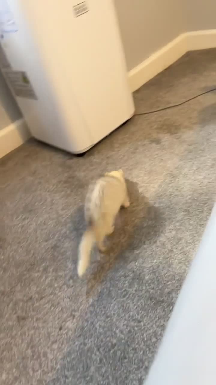 Ferret rodents for sale: 1 hob and 1 jill  - Video 1