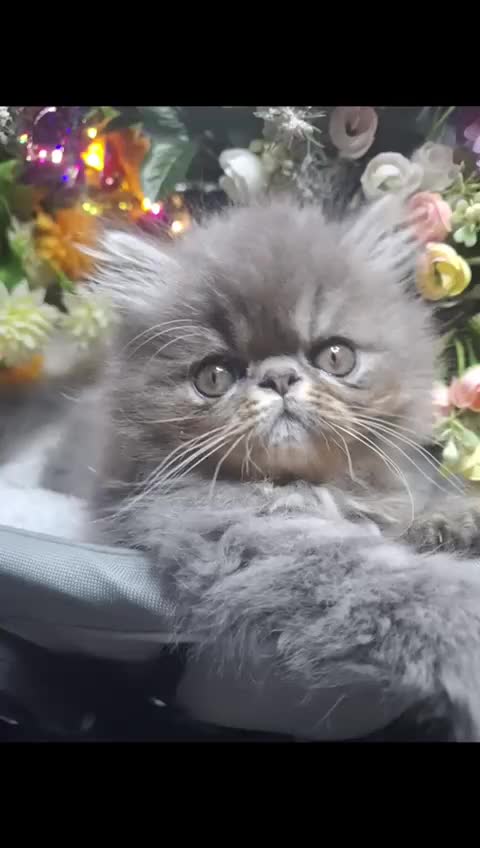 Persian cats for sale: Two beautiful boy kittens  - Video 4