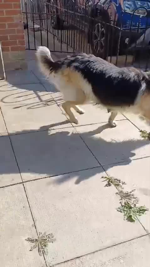 German Shepherd dogs for sale: Long-haired, chubby German Sheperd puppies! - Video 2