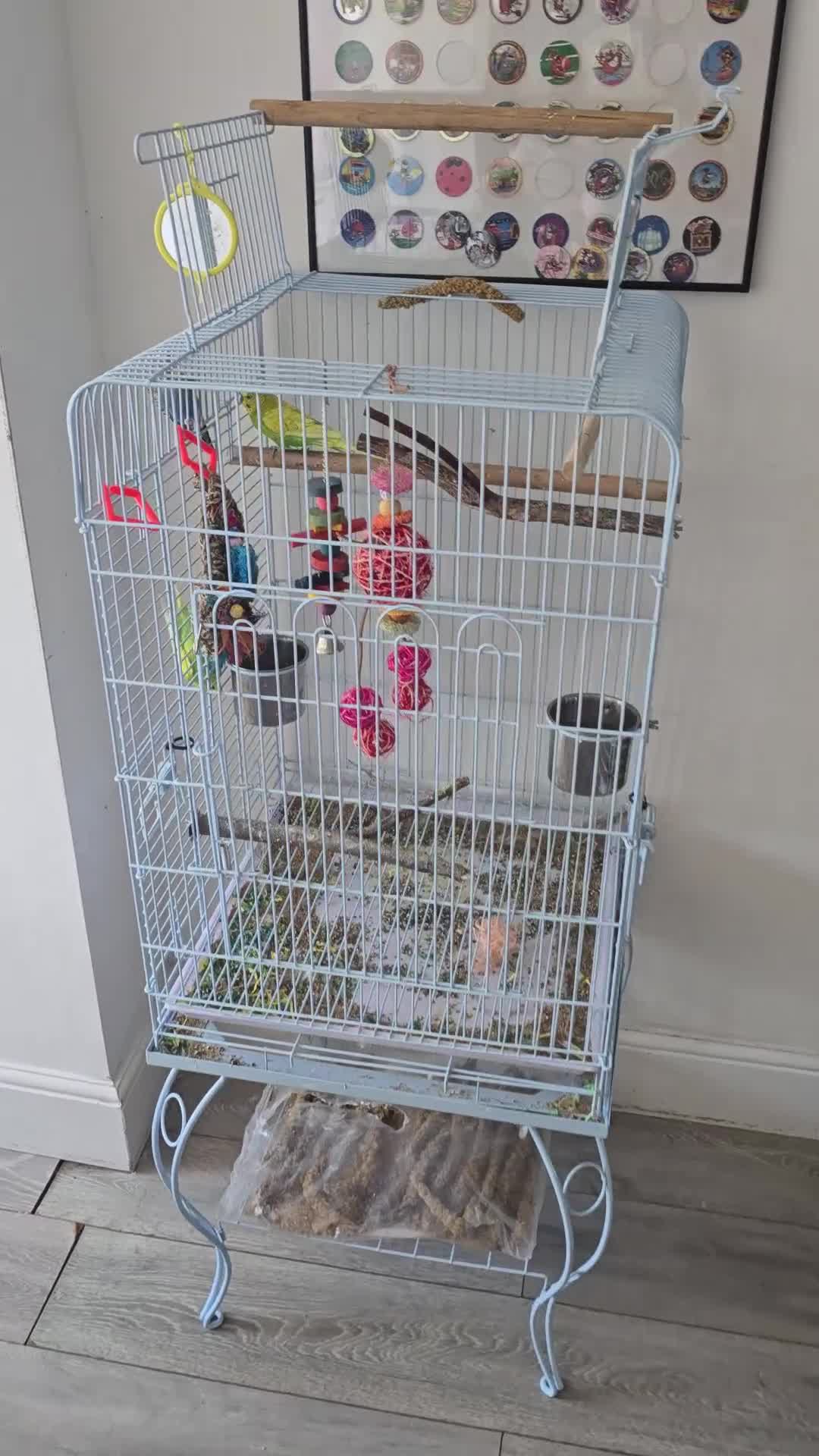 Budgerigars birds for sale: 3 budgies for sale with cage and all accessories in Bristol - Video 2
