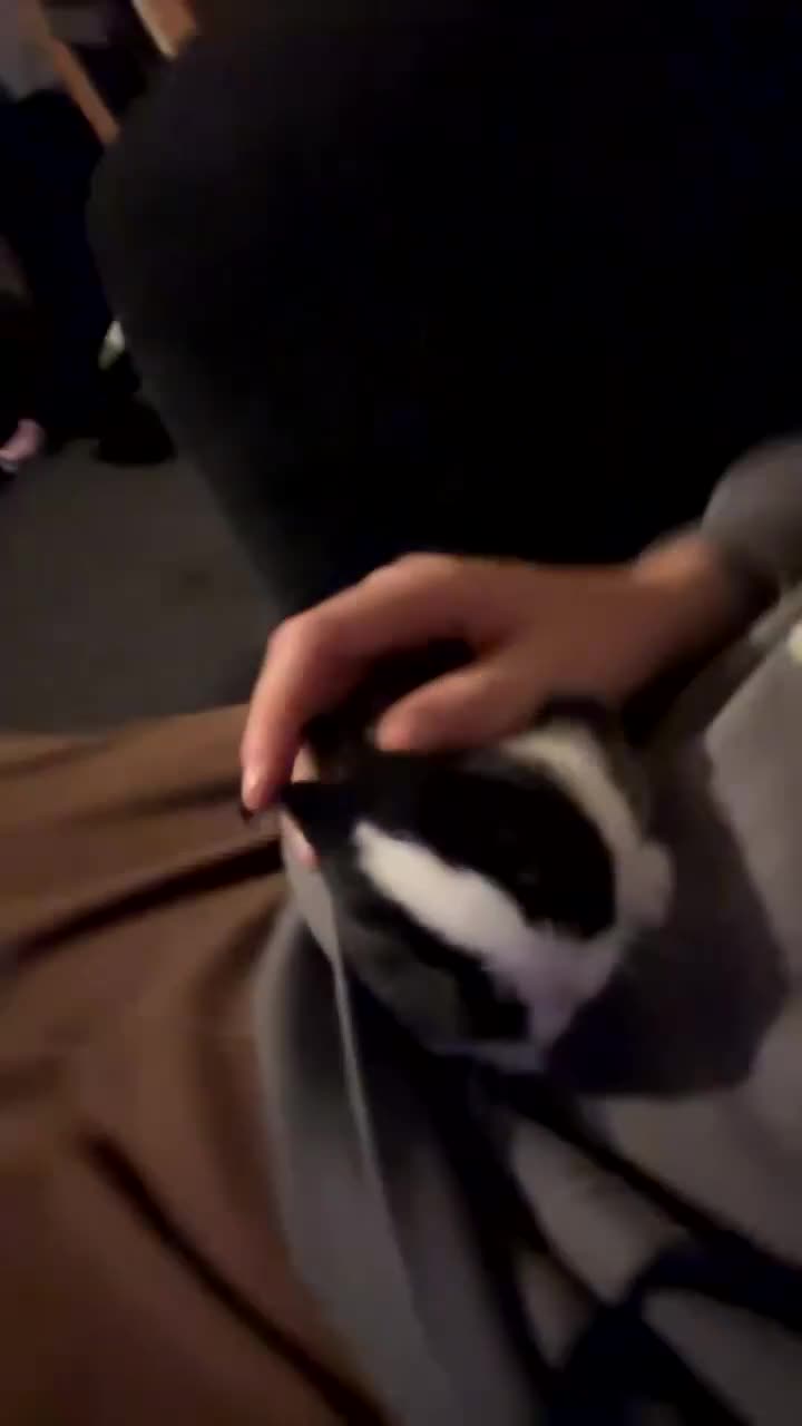 Netherland Dwarf rabbits for sale: 2 baby bunnies 🐰  - Video 3