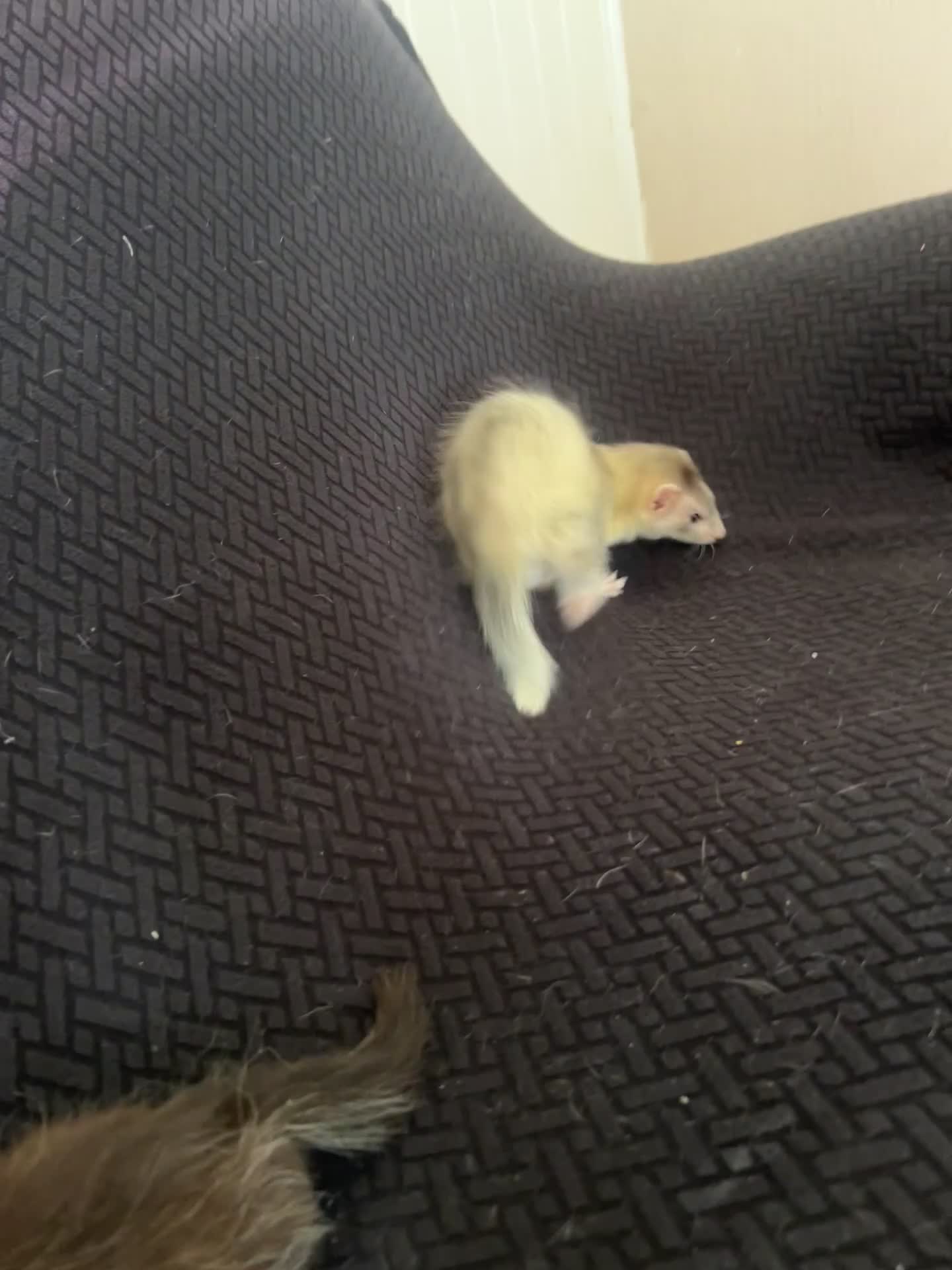 Ferret rodents for sale: FullangoraHob/1semiAngoraJill silver/2sableFullJil - Video 3