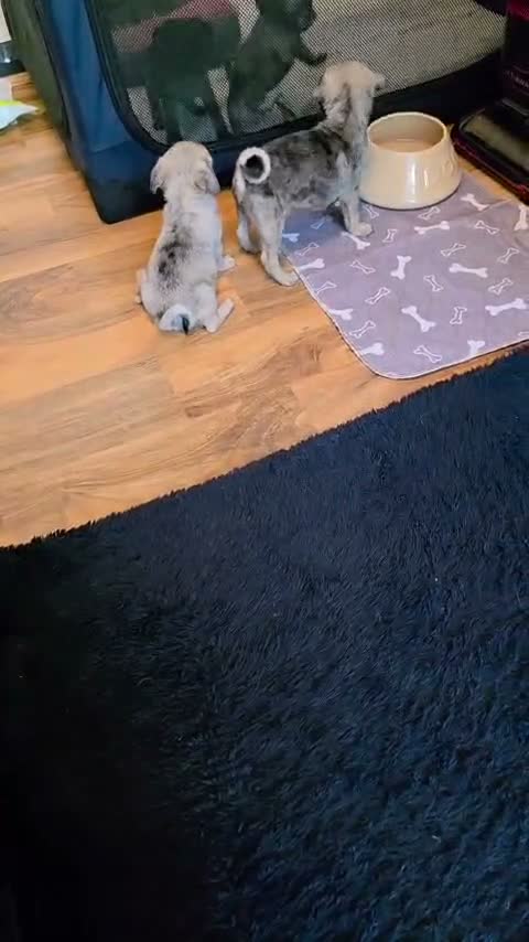 Pug dogs for sale: Bueatiful Merle baby pugs - Video 4