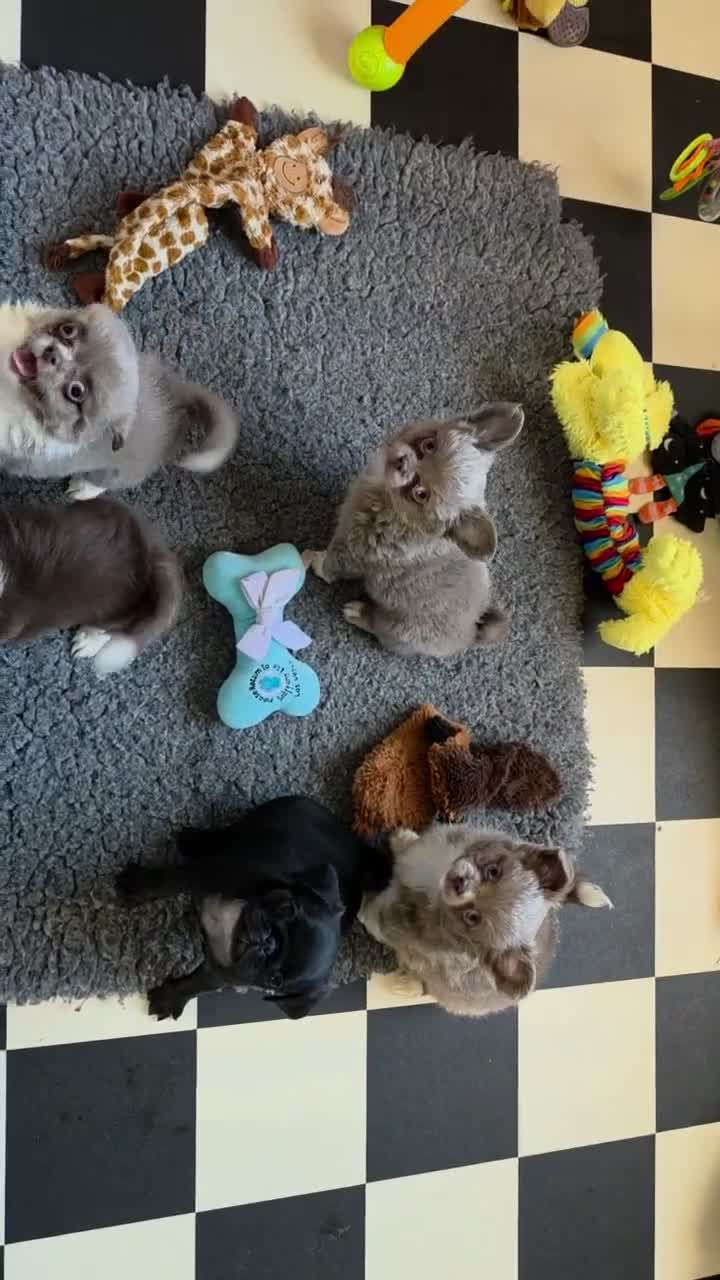 Pug dogs for sale: Kc male pug puppy from health tested parents - Video 1