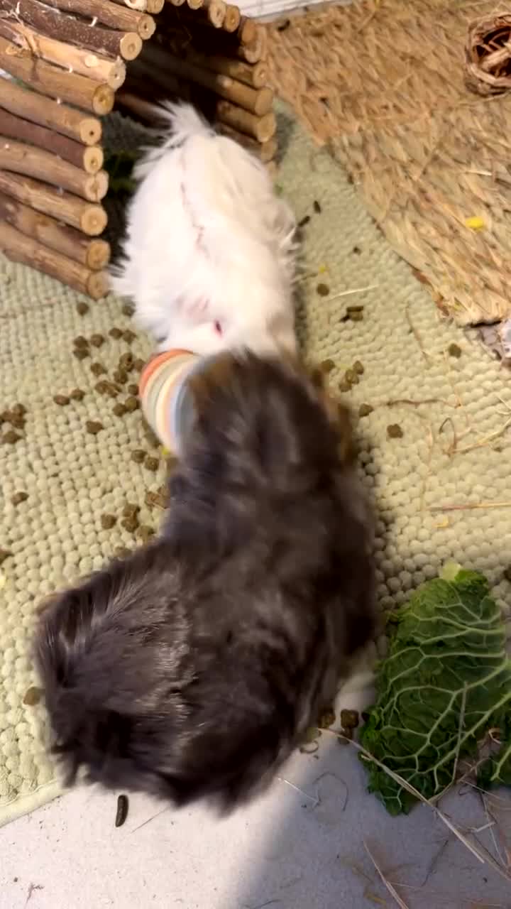 Guinea Pig rodents for sale: Guinea pigs x2 - Video 1