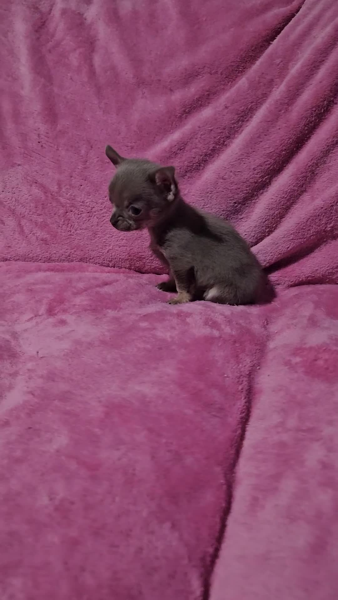 Chihuahua dogs for sale: TINY KC REG Lilac Chihuahua puppies - Video 2