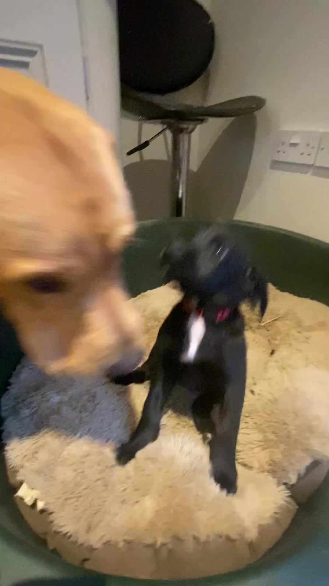 Springador dogs for sale: Springador Puppies for Sale  - Video 1