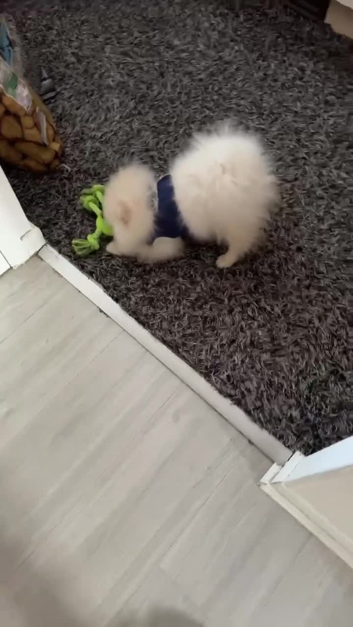 Pomeranian dogs for sale: Male Pomeranian in London - Video 1