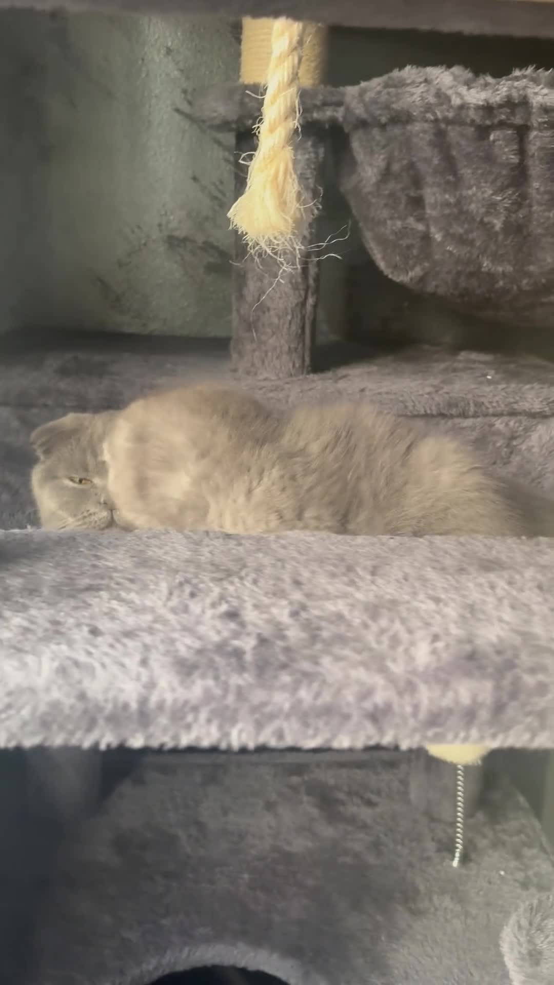 Scottish Fold cats for sale: Scottish Fold kitten - Video 1