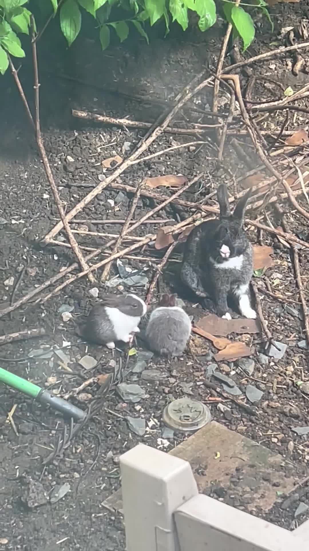 Dutch rabbits for sale: Free roaming Rabbits seek loving home - Video 1