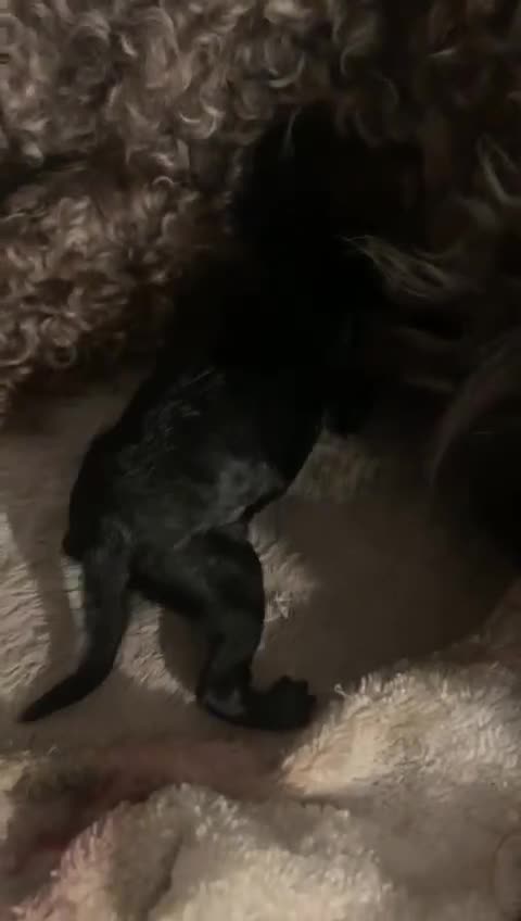 Cockapoo dogs for sale: Rare Black Tightly Curled Cockapoo Puppies - Video 5