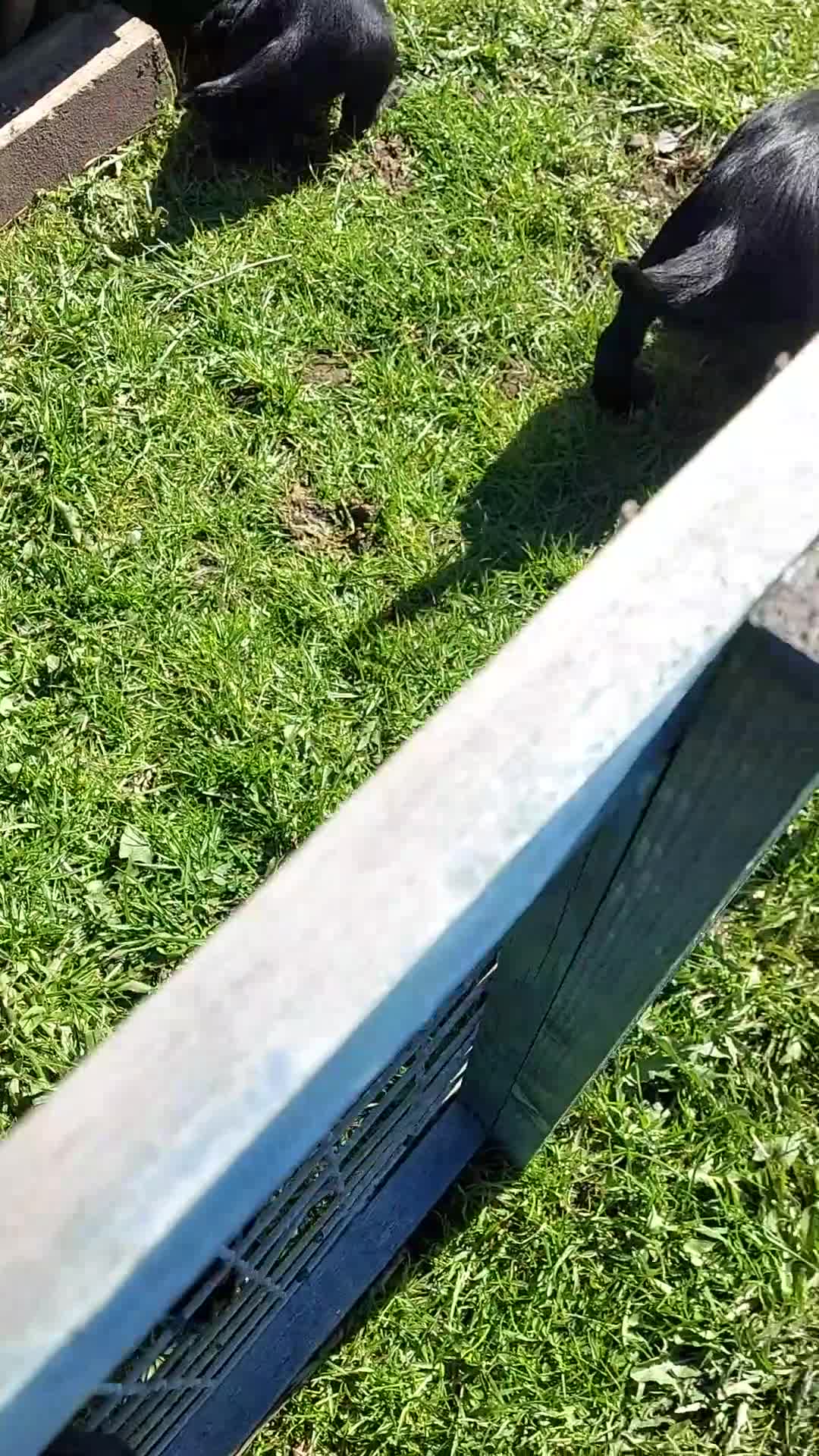 Cocker Spaniel dogs for sale: First class cocker spaniel pups. - Video 1