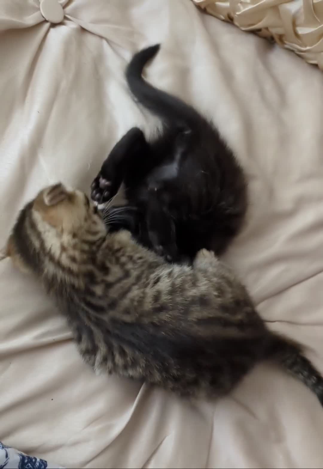 Bengal cats for sale: Purebred Spotted Bengal Kittens Brown Charcoal - Video 2