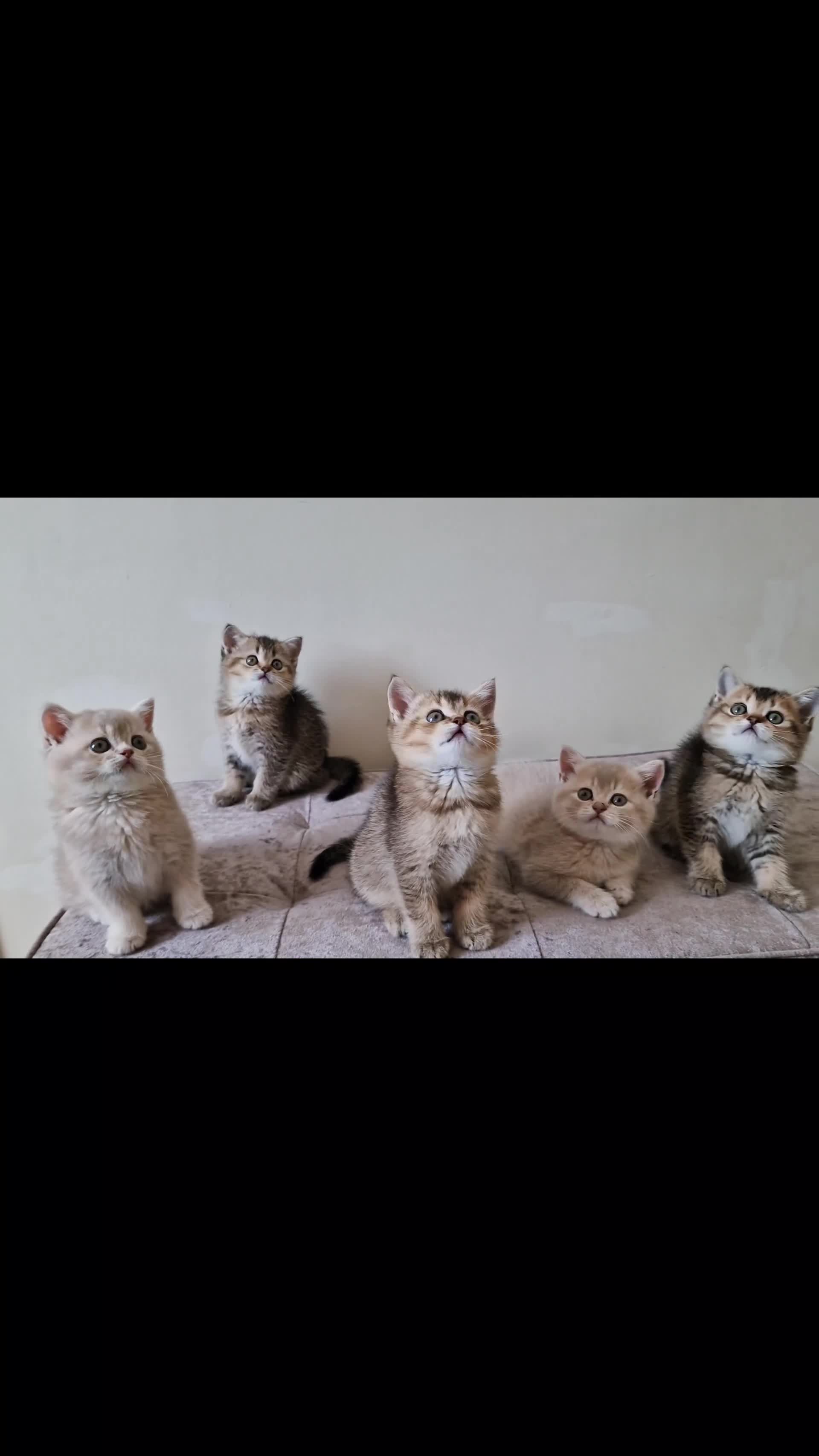British Shorthair cats for sale:  Super friendly /lap Bsh kittens 2left😍 - Video 1