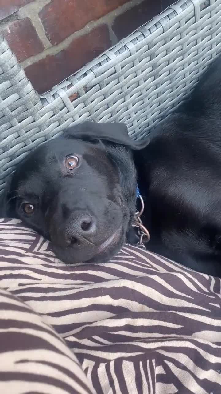 Labrador Retriever dogs for sale: Labrador  - Video 1