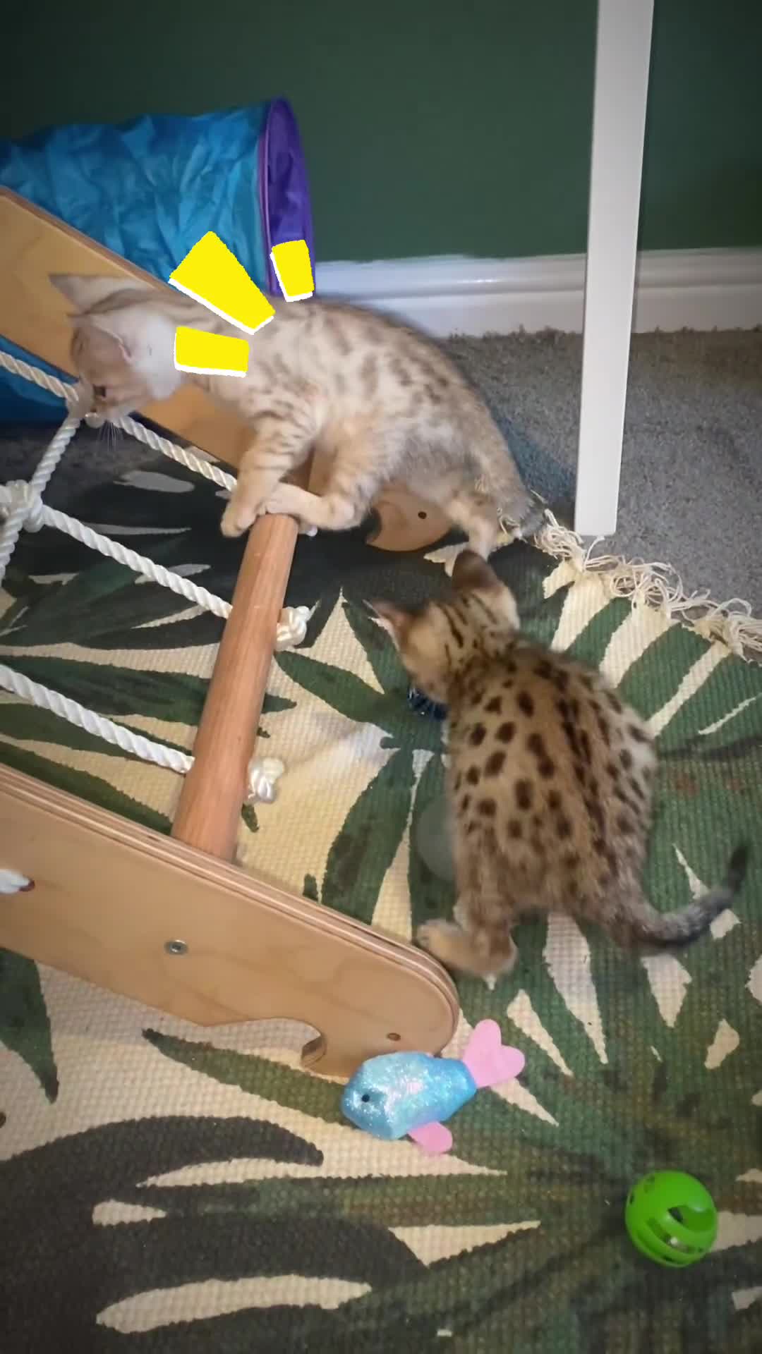 Savannah cats for sale: KIWANGA PEDIGREE F3 SAVANNAH KITTENS  - Video 1