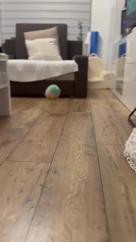 Pomeranian dogs for sale: 🌟 Your new best friend is waiting for you! 🌟 - Video 2