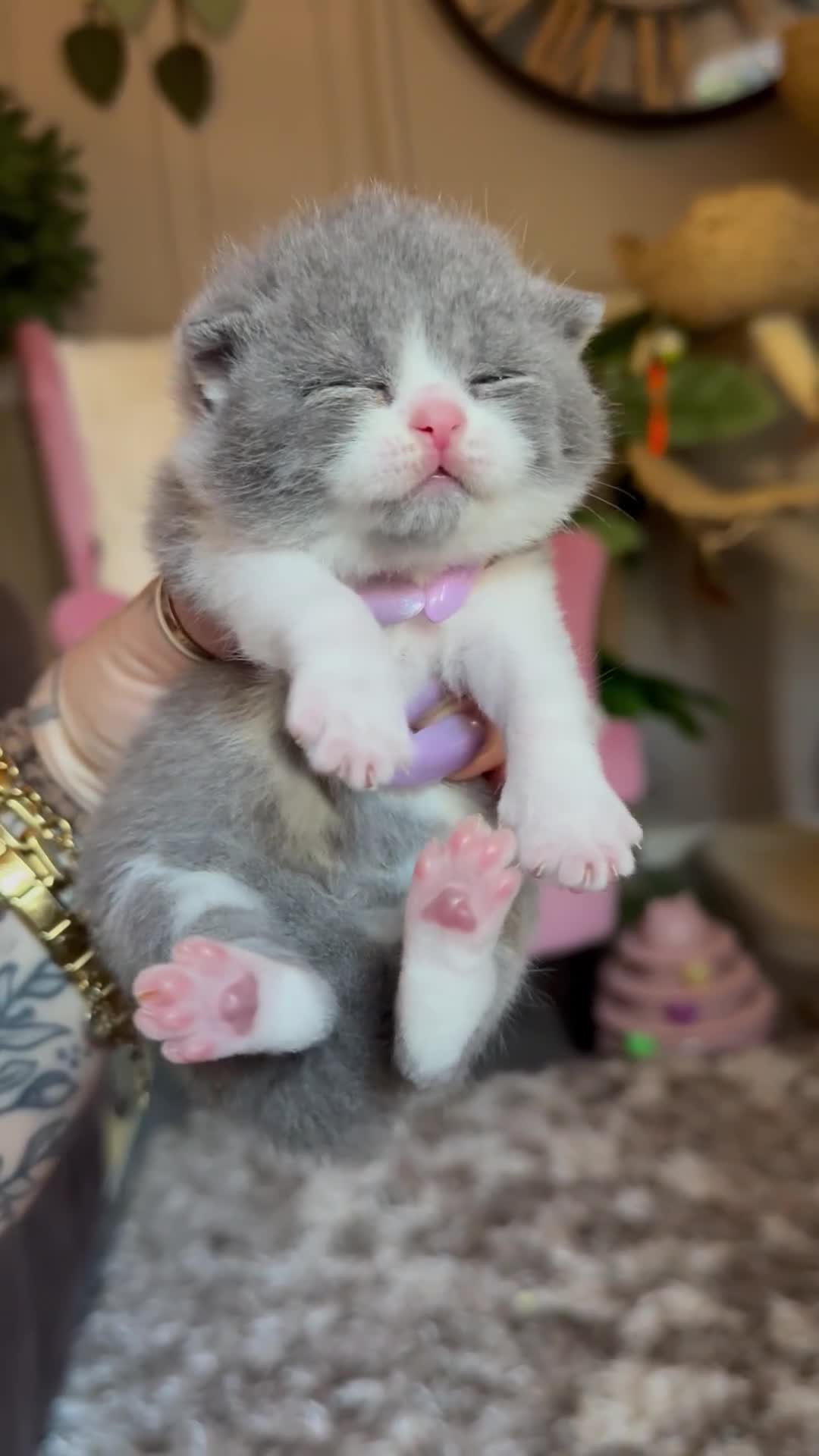 British Shorthair cats for sale: Champion line British Shorthair kittens 🏆🥇😻🐾 - Video 1