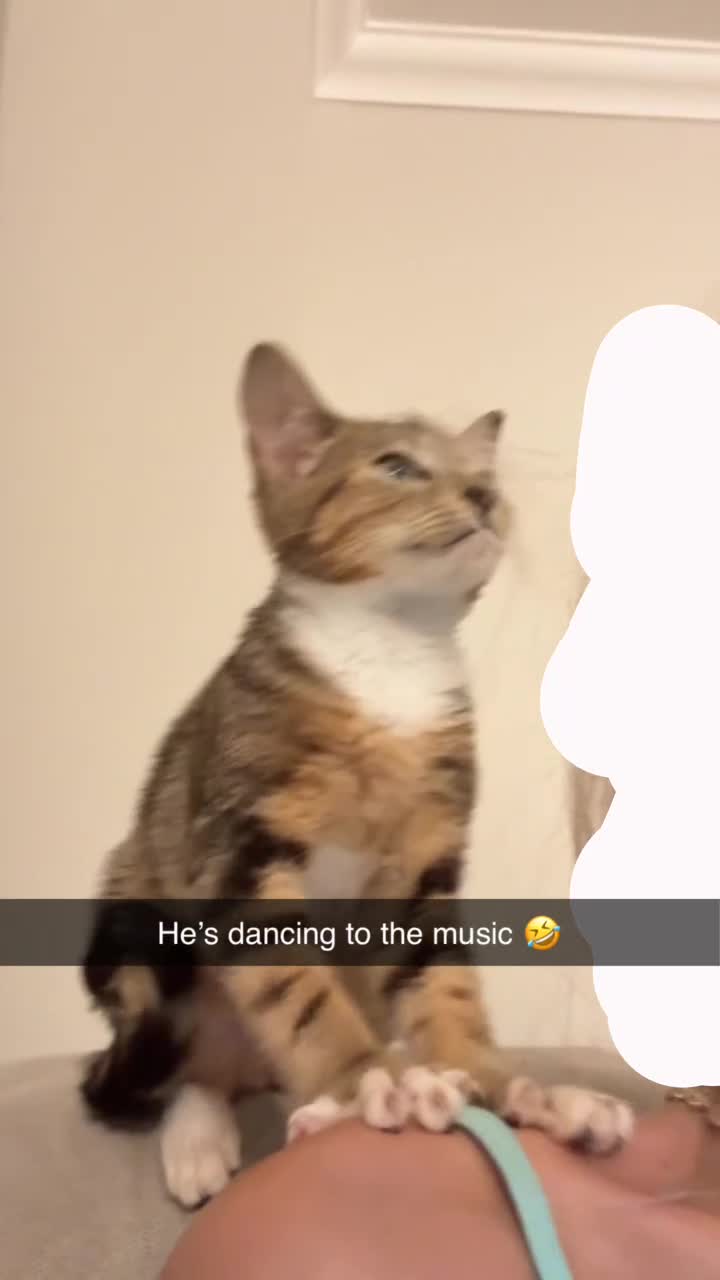 Bengal cats for sale: 🩵Bengal x lynx point tabby baby kitten🩵 in Spennymoor - Video 2