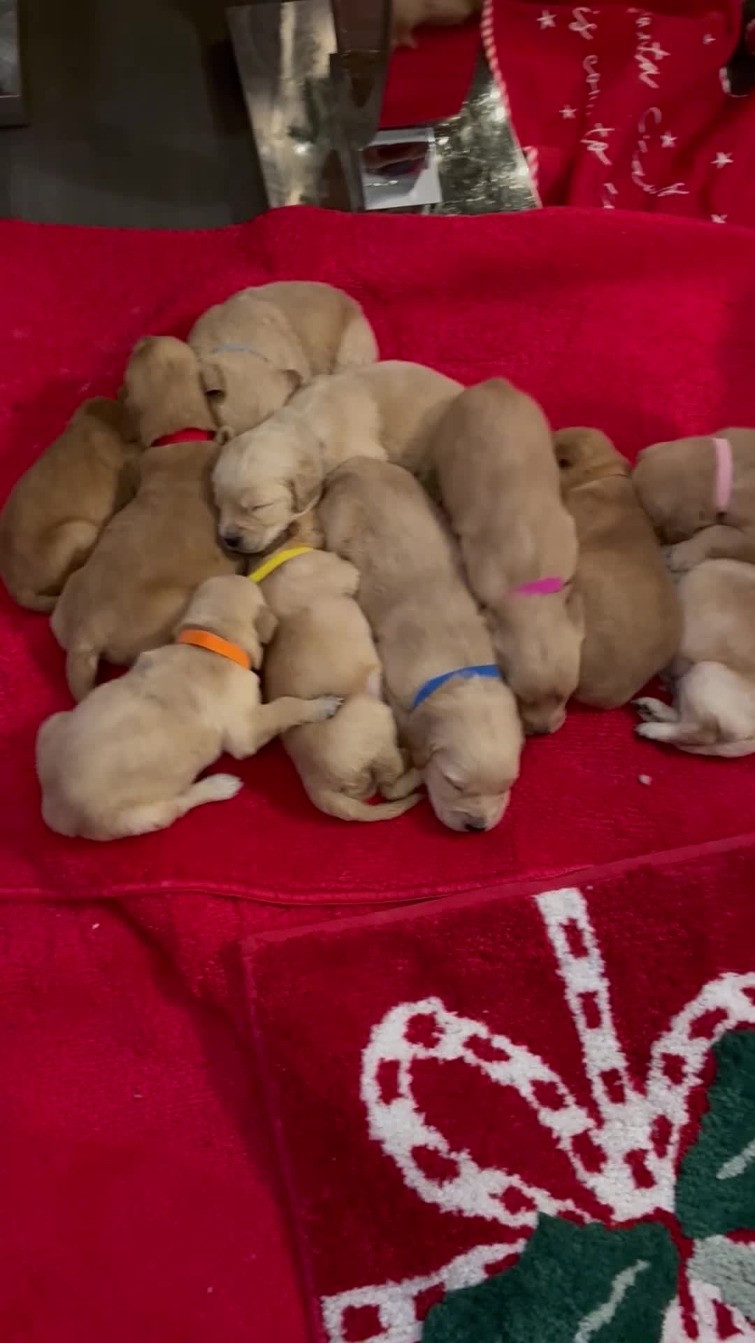 Golden Retriever dogs for sale: Adorable golden retriever puppies  - Video 2