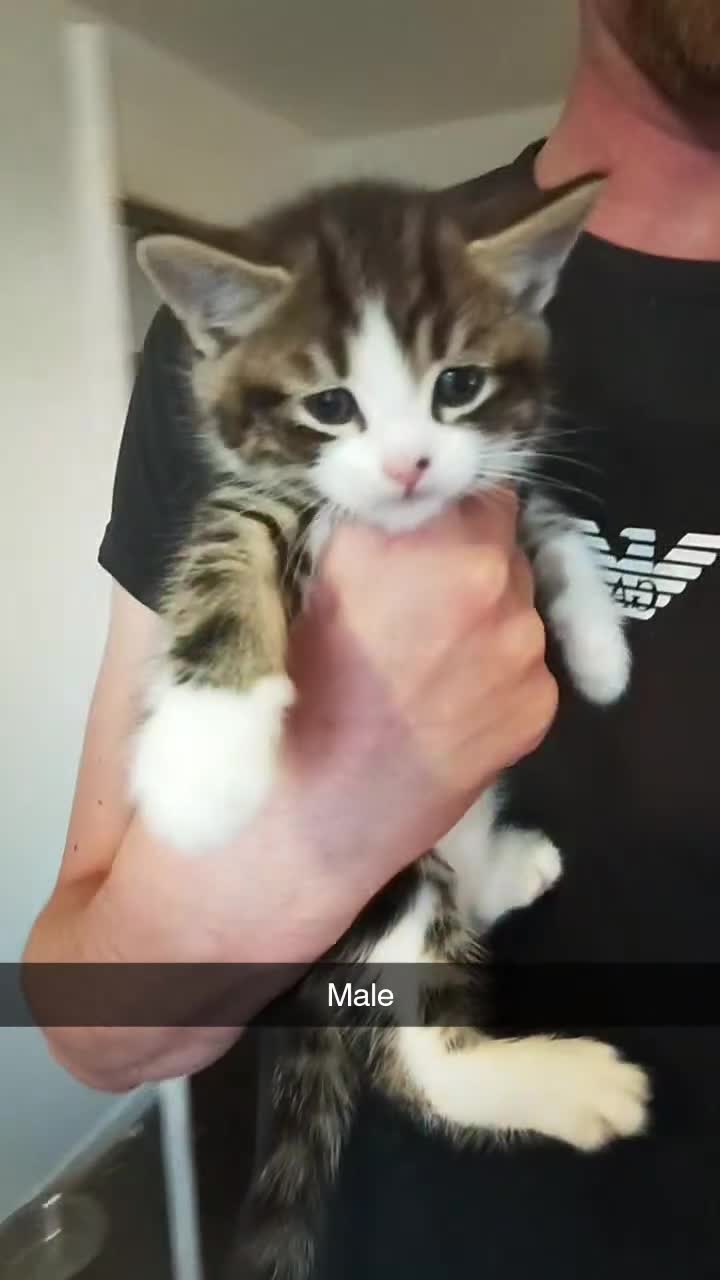 British Shorthair cats for sale: Gorgeous litter  - Video 5