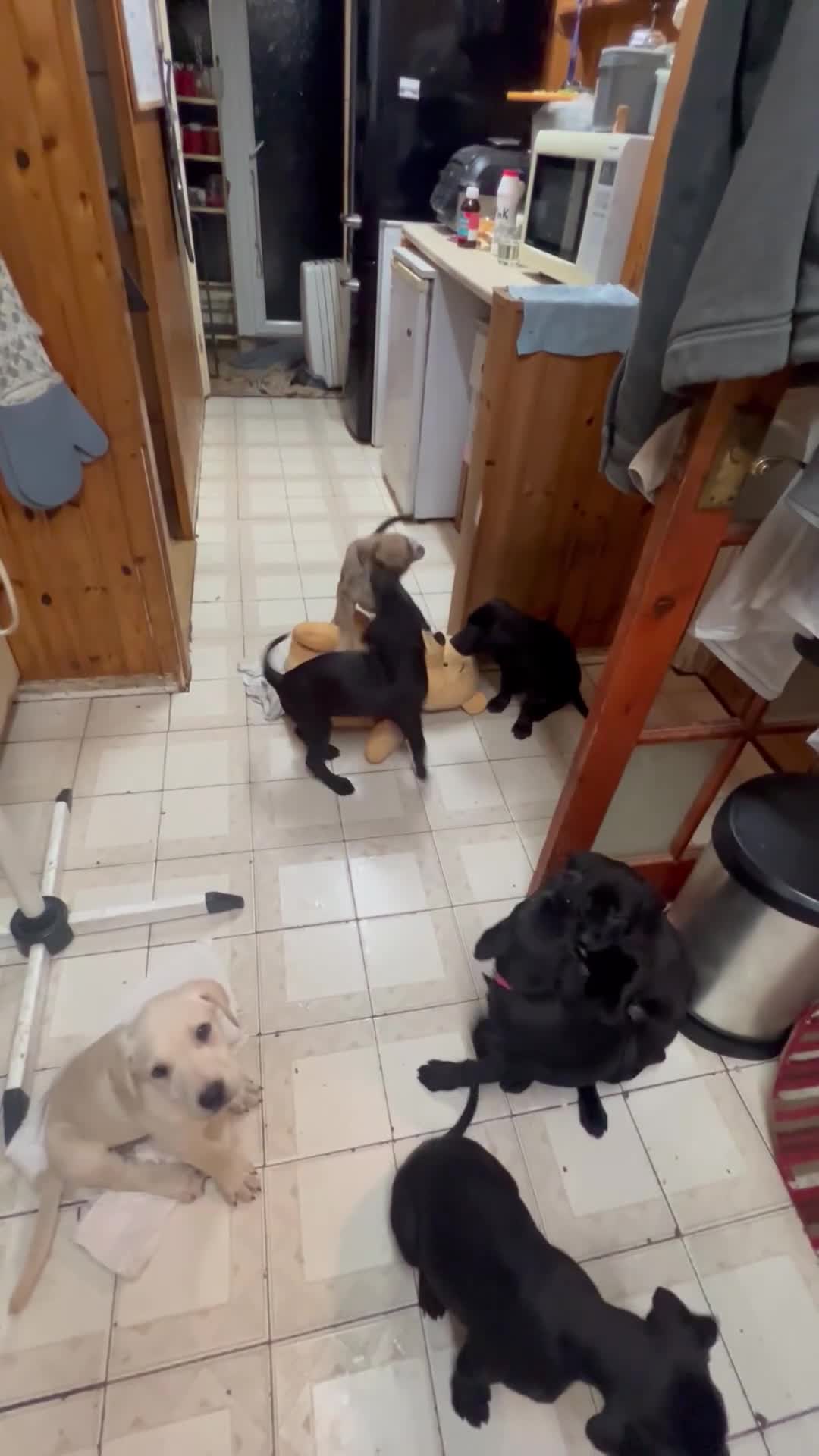 Labrador Retriever dogs for sale: Unique Happy,Healthy beautiful angels well trained - Video 1