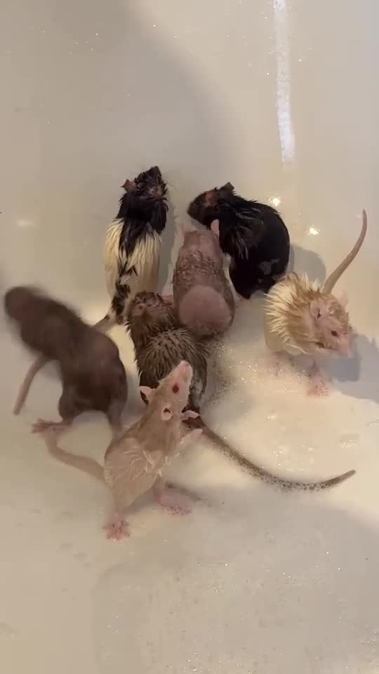 Rat rodents for sale: 7 female rats - Video 1