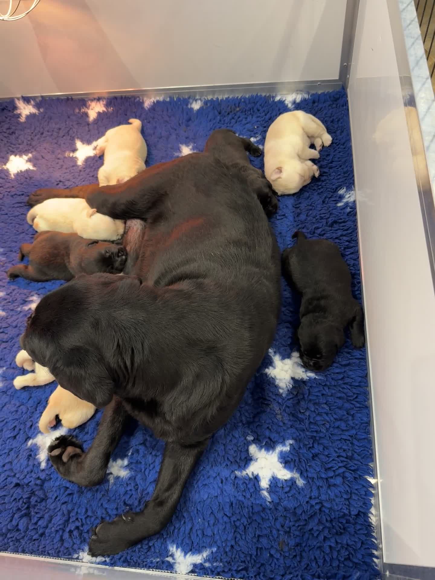 Labrador Retriever dogs for sale: Quality KC Registered Labrador Retriever Puppies - Video 1