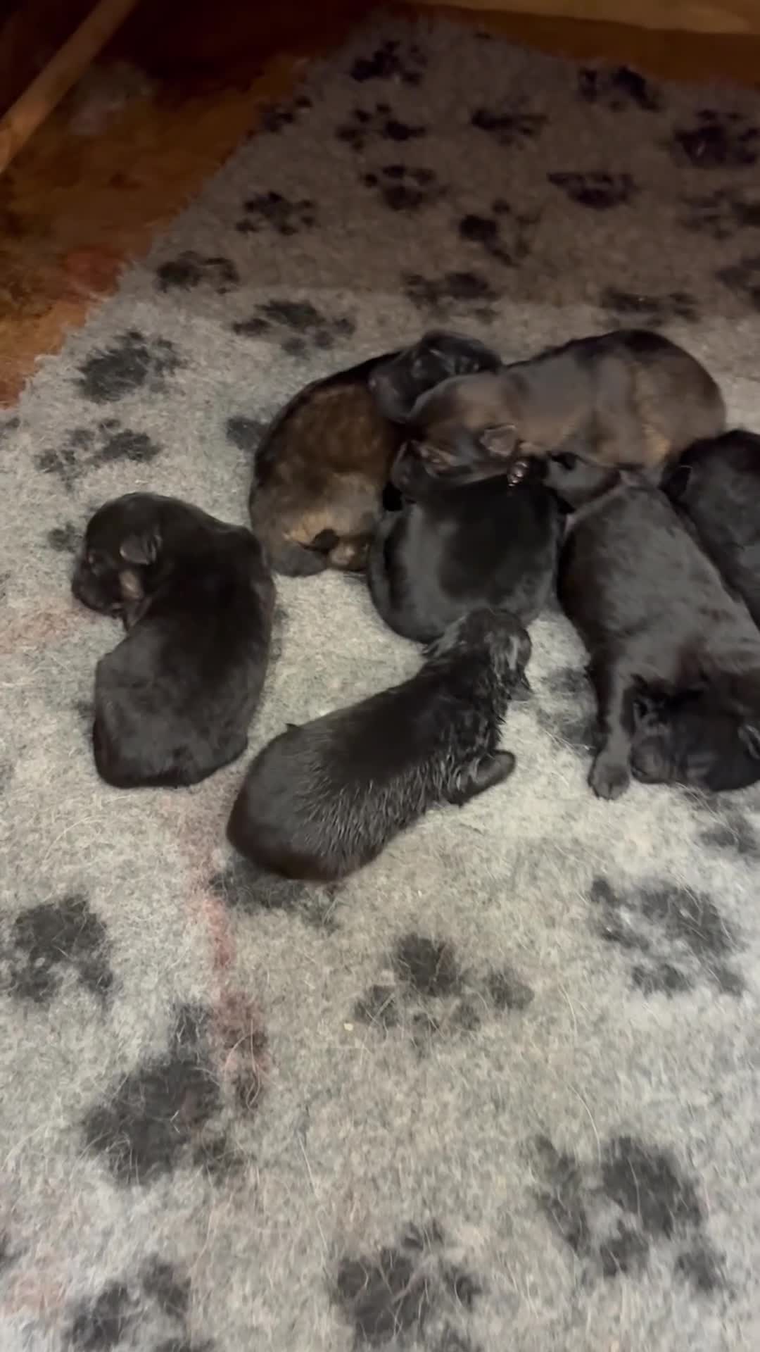 German Shepherd dogs for sale: Adorable German Shepherd Pups - Video 3