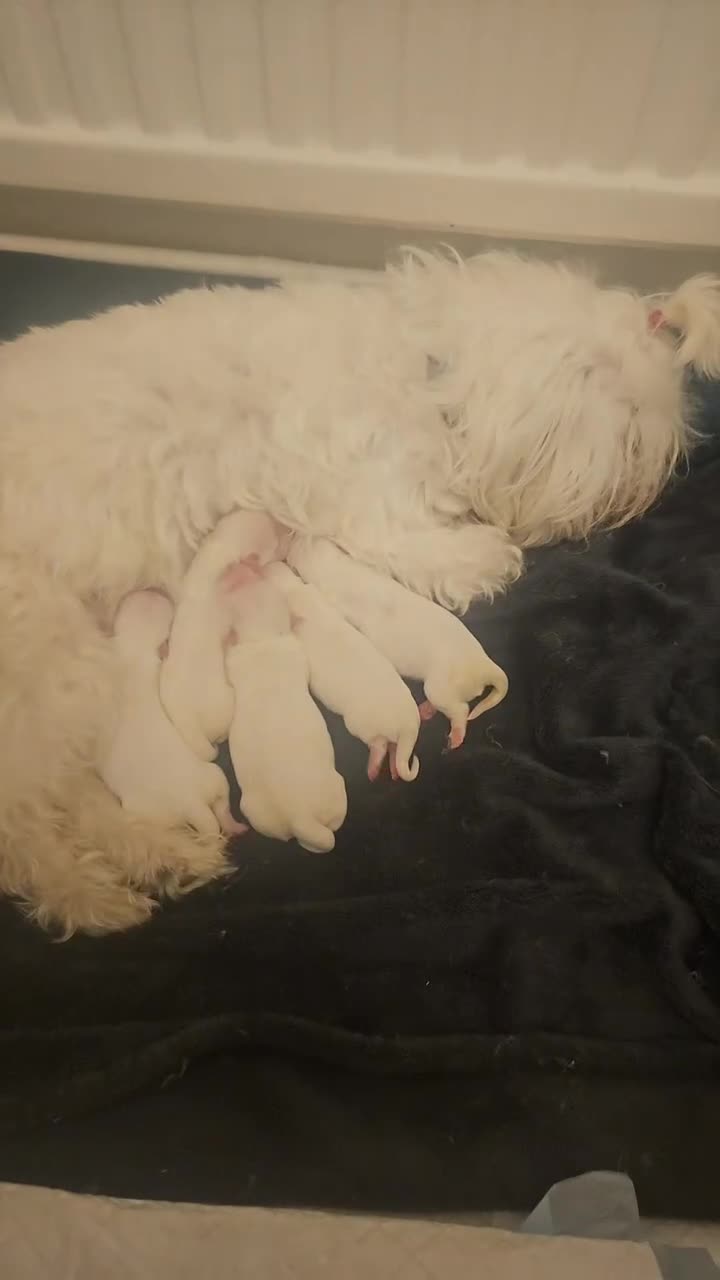 Maltese dogs for sale: 🐾 Adorable Maltese Puppies 🐾  - Video 3